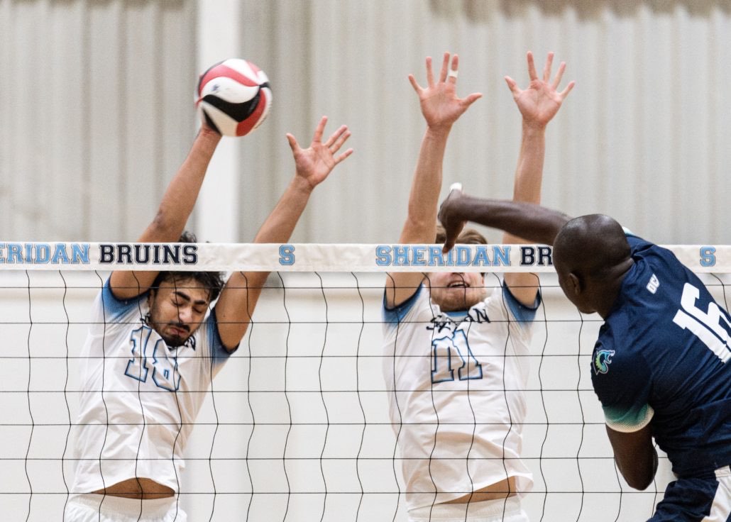 Ontario Colleges Athletic Association volleyball action between the Boreal Vipères and Sheridan Bruins on February 8, 2026 at Sheridan College in Oakville